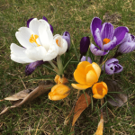 Achtsamkeit im Februar- Krokus auf der Wiese