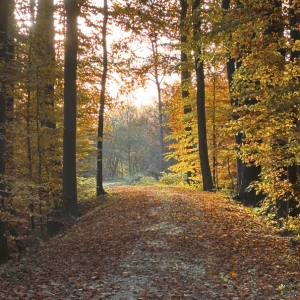 Achtsamkeit im Oktober - Herbstwald mit bunten Blättern