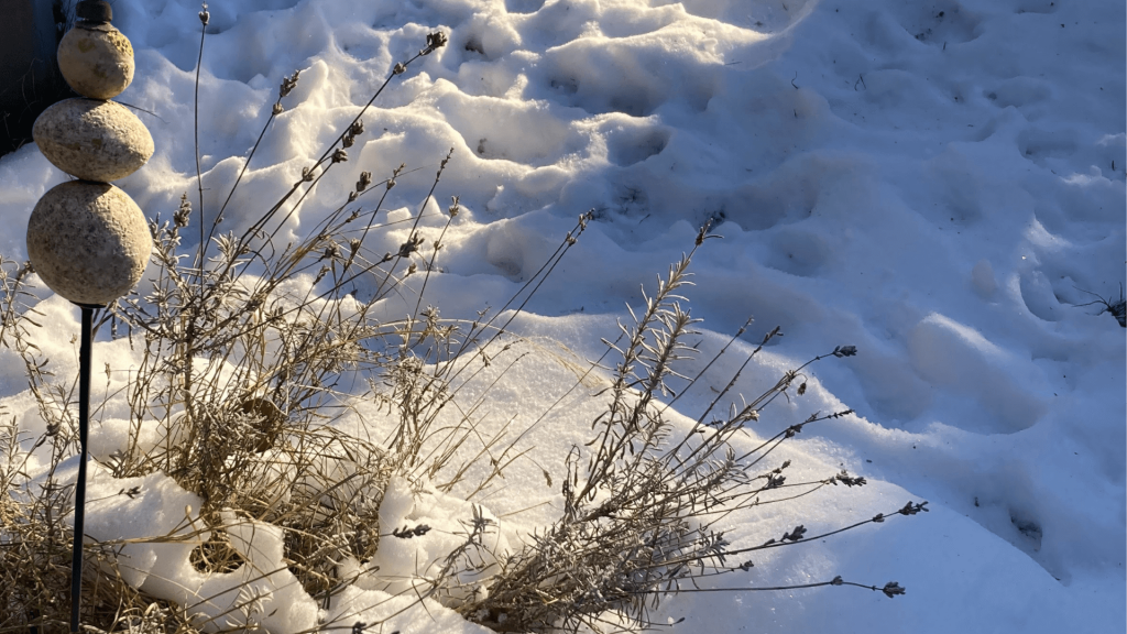 Pflanze im Schnee