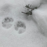 Acht achtsame Momente im Februar, hier Spuren im Schnee