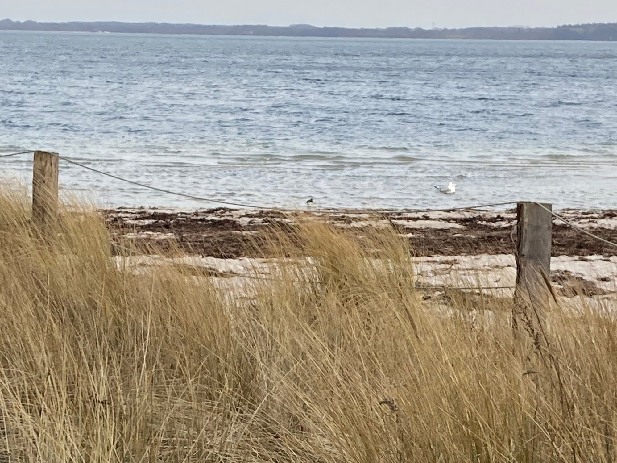 Dünen und Blick aufs Wasser an einem Strand zwischen Kiel und Eckernförde
